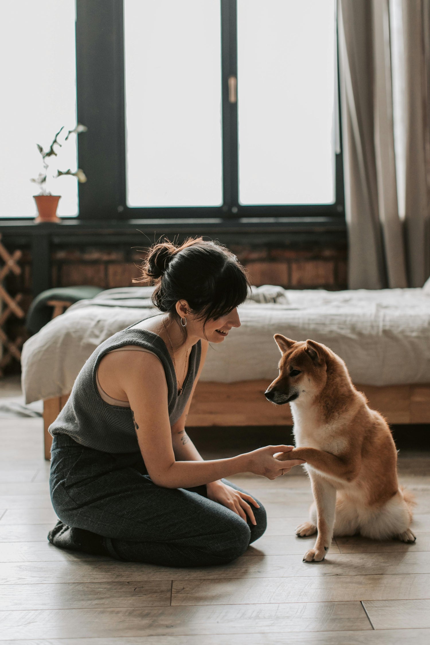 Pet Apparel & Accessories